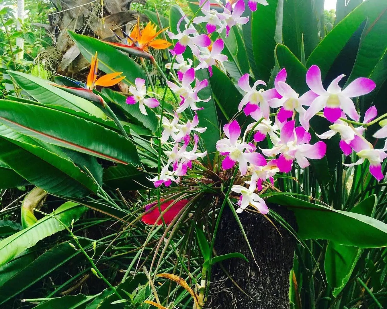 Mermaid Dreams Bed And Breakfast Kealakekua United States